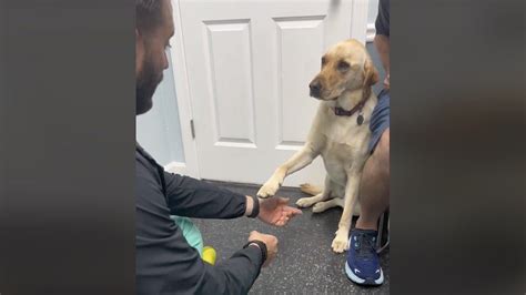 dog sweetly showing  vet  hurt paw warms hearts   world