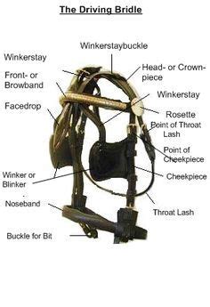 image result  draft horse harness parts horse harness draft horses mini horse