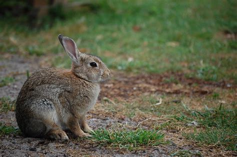 rabbit lapin flickr photo sharing