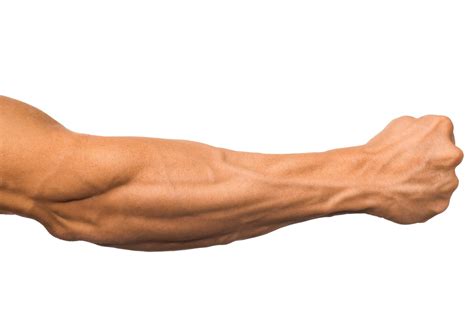 forearm series increases muscle size  strength infinity fitness
