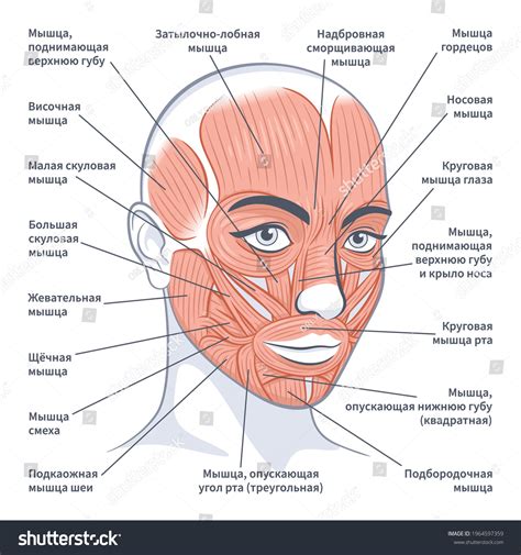 human facial muscles images stock  vectors shutterstock