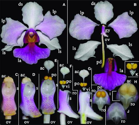 orchid fl ower structure using vanda miss joaquim a natural hybrid and download scientific