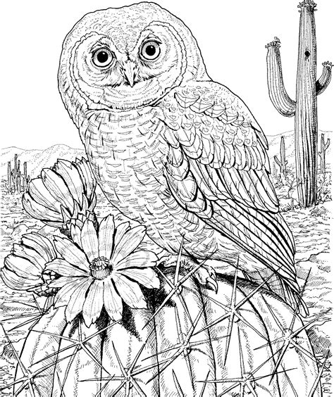 coloring owl colette cockrel