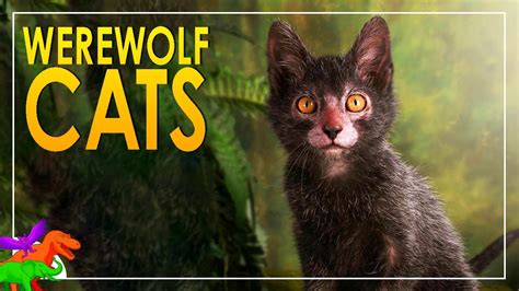 Lykoi – The Werewolf Cat Youtube