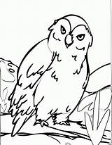Hibou Coloriages Coloringhome Coloringbay Bestcoloringpagesforkids sketch template