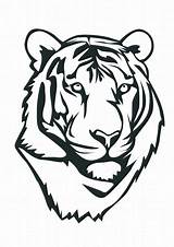 Tiger Outline Cute Coloring Clip Clipart Clipartbest sketch template