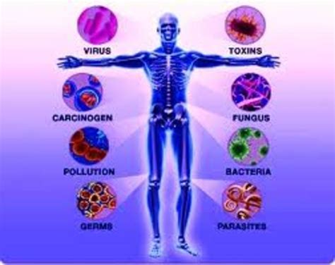 The Immune System The Body S First Line Of Defense