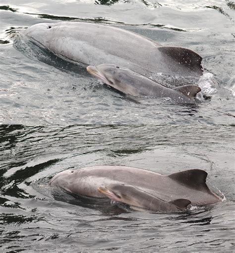 hour  dolphin calf  robindv  deviantart