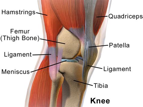 knee pain wikipedia