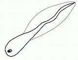 Tadpole Clipart Clip Coloring Clipartmag 94kb sketch template
