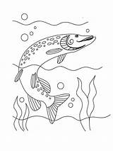 Pike Pages Coloring Fish Recommended Kids sketch template