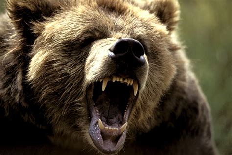 game  preview time    bear face grizzly bear blues