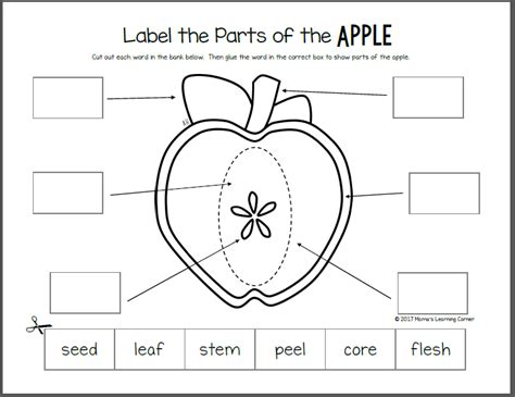 apple life cycle printable packet mamas learning corner