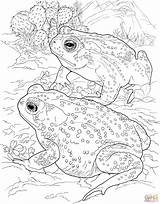 Toad Frog Rospo Sonoran Colorare Lionne Designlooter Bullfrog sketch template