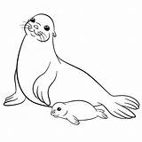 Seal Coloring Drawing Baby Walrus Cute Pages Sea Mom Animals Mother Getdrawings Moms Lions Paintingvalley Coloringbay sketch template