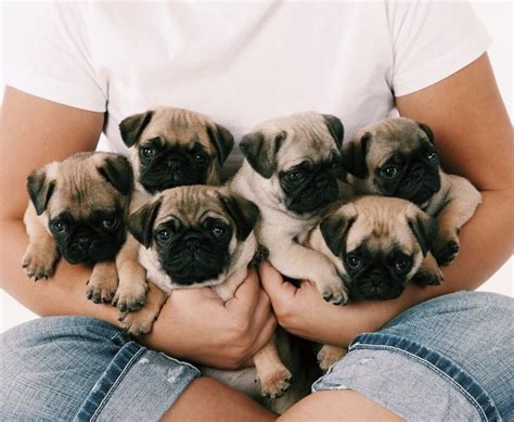 cute  pug puppies therapy dogs dogs cute animals