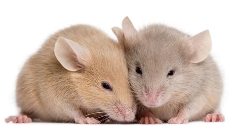 mice feel   pain science aaas