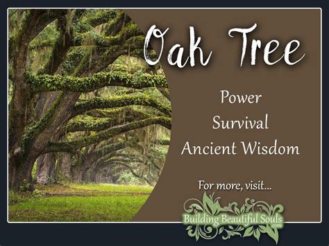 oak tree meaning symbolism tree symbolism meanings tree