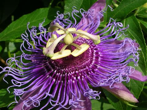 Flower Homes Passion Flowers