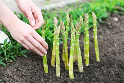 asparagus plant care top tips  happy healthy plants