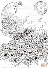 Peacock Coloring Pages Drawing Printable Adult Para Peacocks Graceful Adults Print Colouring Colorear Feathers Animal Bird Animals Getdrawings Pattern Supercoloring sketch template