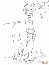Alpaca Coloring Pages Funny Drawing Alpaka Ausmalbilder Alpacas Zum Ausmalbild Printable Ausdrucken Cute Kostenlos Sheets Llama Getdrawings Malvorlagen Categories sketch template