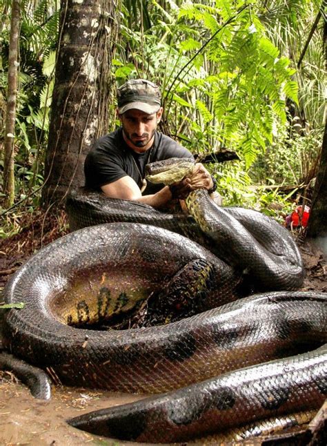 This Man Was Eaten Alive By Anaconda On Live Tv What