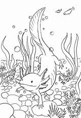 Axolotl Coloring Designlooter Line Drawing sketch template