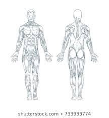muscle blank drawing google search dibujo anatomia humana cuerpo