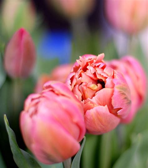 easter tulips ray flickr