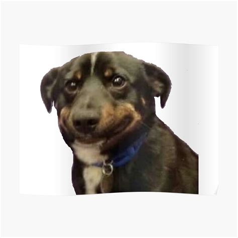 awkward dog smile meme poster  syracuse redbubble