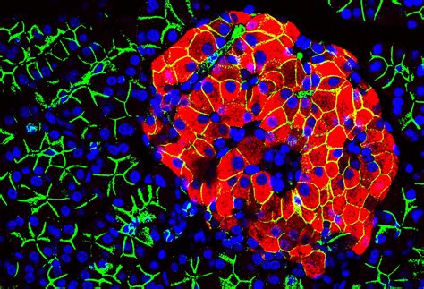 boost  beta cells elife science digests elife