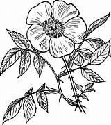 Line Flower Drawing Rose Drawings Paintingvalley Collection sketch template
