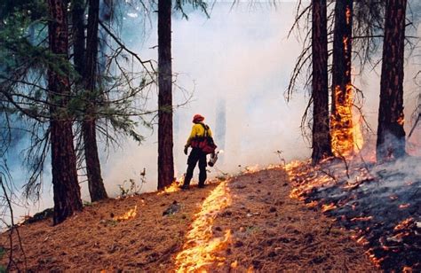 forest fire management ba blackwell associates