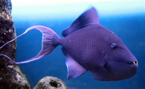 purple fish swimming   aquarium  rocks  water