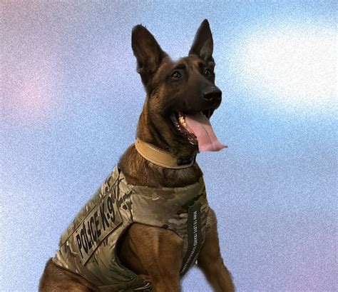 Reidsville Police Departments K9 Elo Receives A Donation Of Body Armor