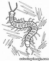Centipede Coloring Pages Ghoul Tokyo Printable Getcolorings Outstanding Kids Designlooter Unique Getdrawings Color 1000px 59kb sketch template