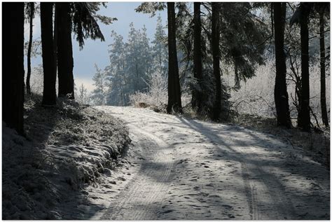 verschneiter waldweg foto and bild landschaft wald
