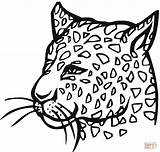 Gepard Ausdrucken Malvorlagen sketch template