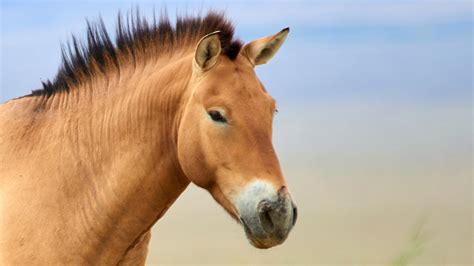 photo cheval sauvage images gratuites la nature prairie paturage