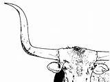 Longhorn Cattle Clipart Texas Bull Coloring Pages Cliparts Library Silhouette sketch template