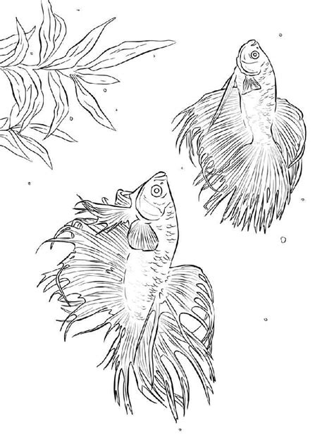 betta fish coloring pages fish coloring page animal coloring pages
