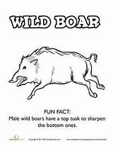 Coloring Pages Wild Boar Worksheets Pig Printable Forest Razorback Facts Colouring Crafts Template Education Animal Worksheet sketch template