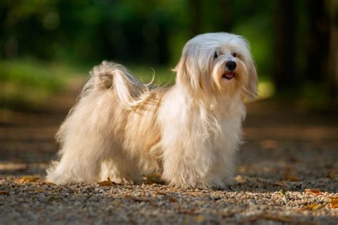 havanese information dog breeds  dogthelove