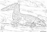 Nil Habitat Realiste Nile Alligator Naturel Reptiles Cocodrilo Sobre Realista Nilo Supercoloring sketch template