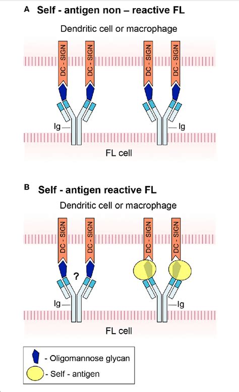 schematic model   cell antigen receptor bcr engagement   scientific diagram