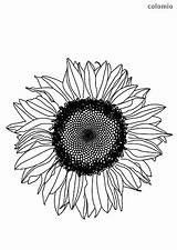 Malvorlage Sonnenblumen Sonnenblume sketch template