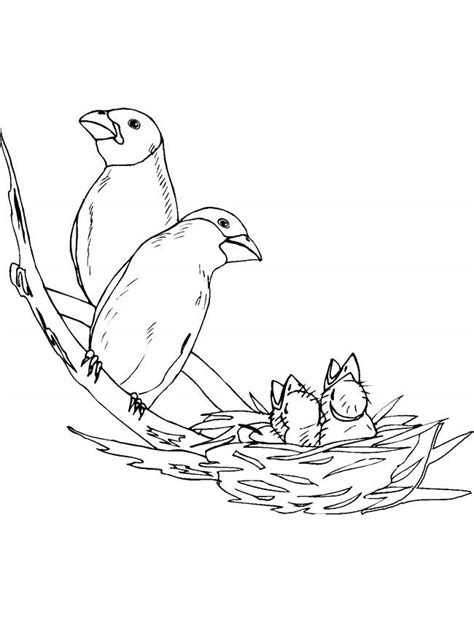 kids page birds nest  kids  coloring ws coloring pages