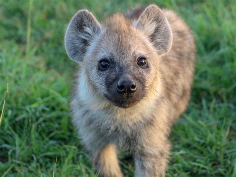 curious cub smithsonian photo contest smithsonian magazine