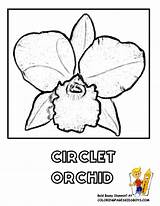 Orchid Coloring Flower Pages Iris Drawing Comments Getdrawings Coloringhome sketch template